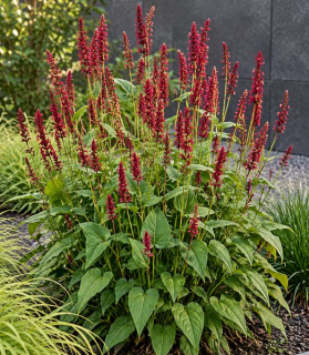 Persicaria amplexicaulis ‘Dark Red’